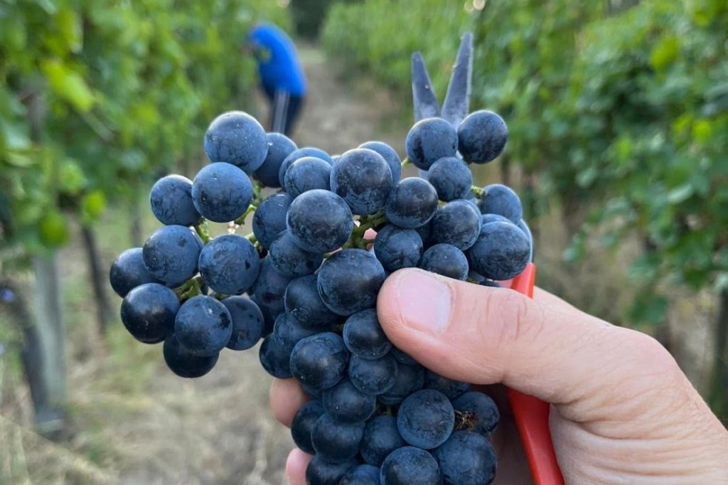 Tenuta La Viola: Visita guiada e degustação de vinhos