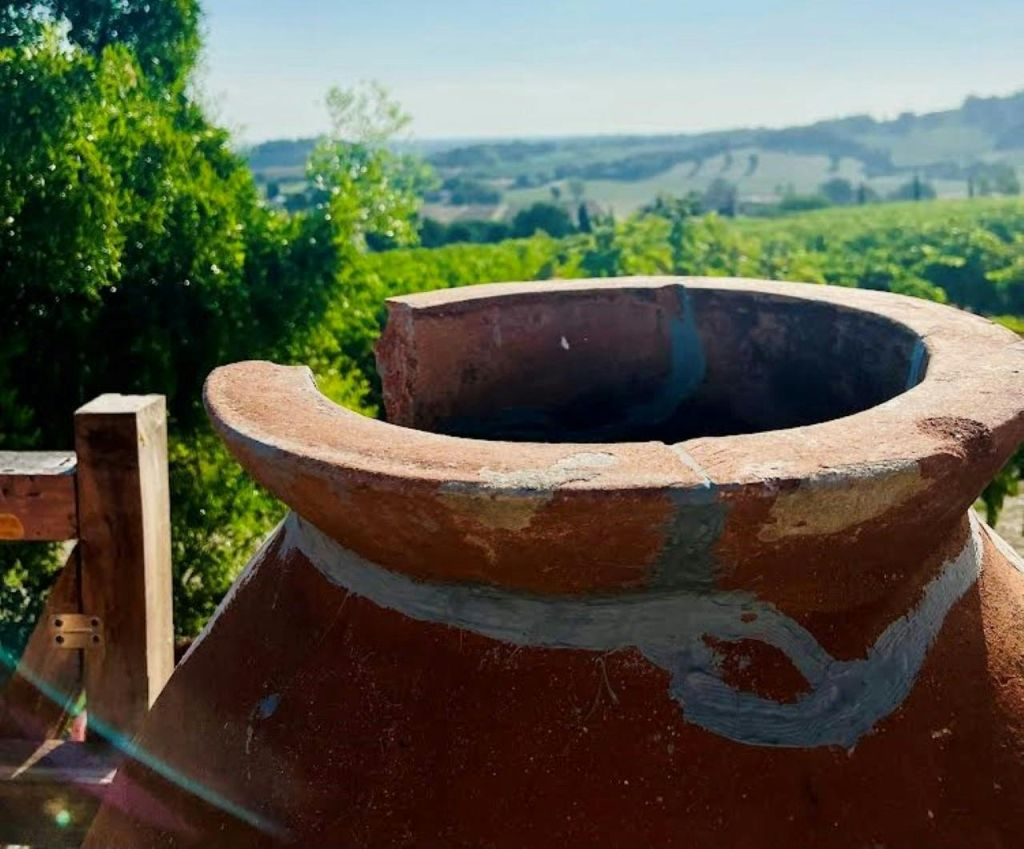 Tenuta La Viola: Visita guidata e degustazione di vini