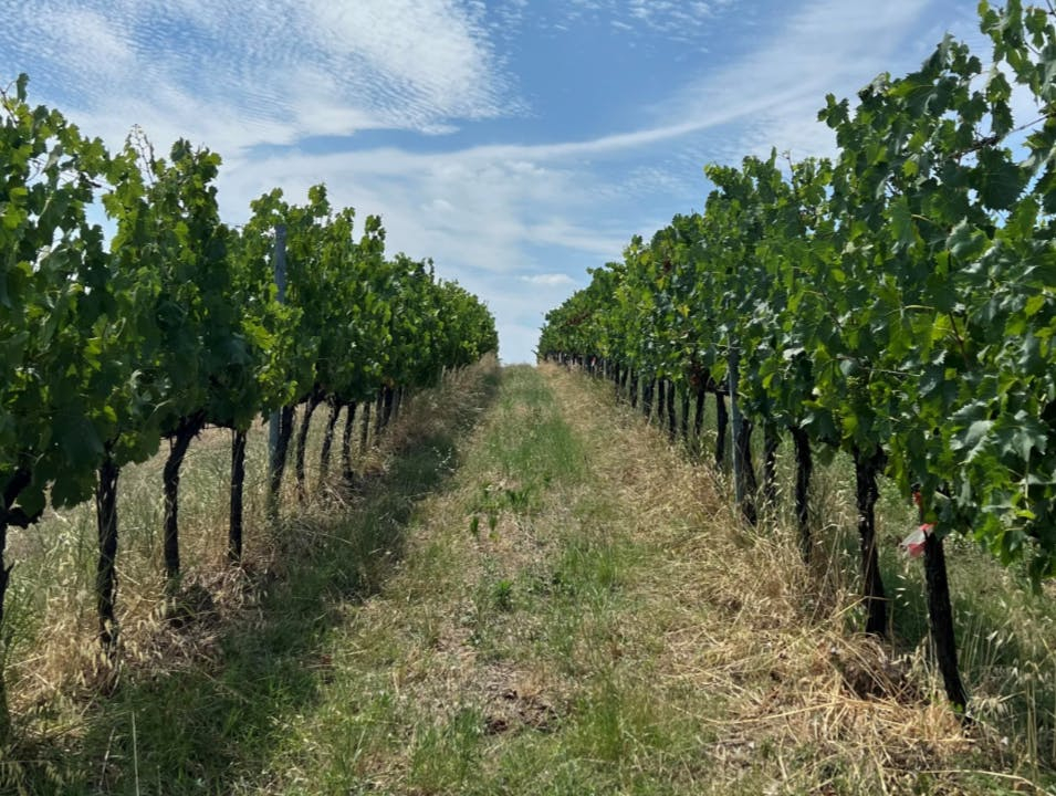 Tenuta La Viola: Visita guidata e degustazione di vini