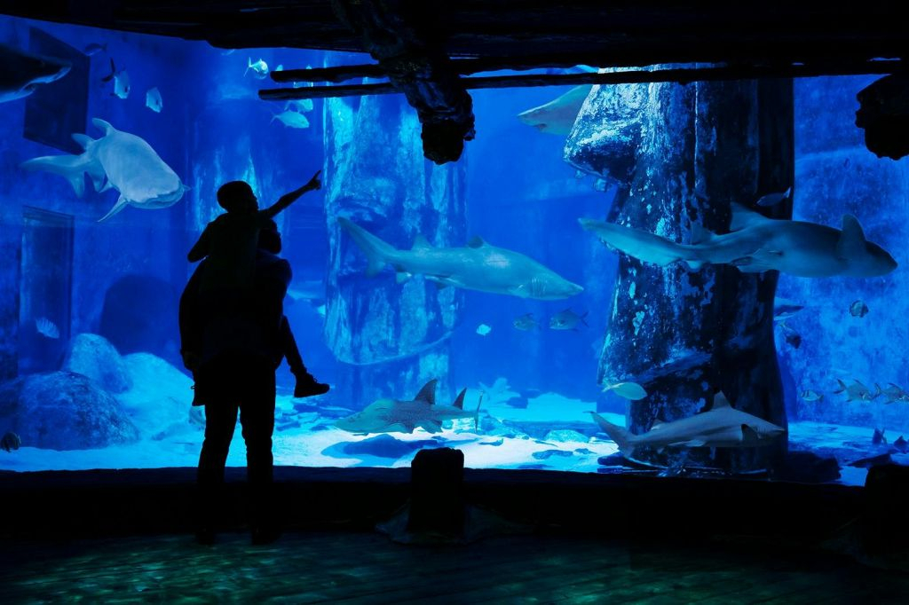Acquario SEA LIFE di Londra: Biglietto d'ingresso