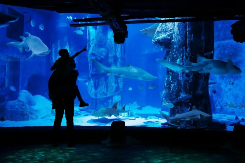 SEA LIFE London Aquarium: Entry Ticket