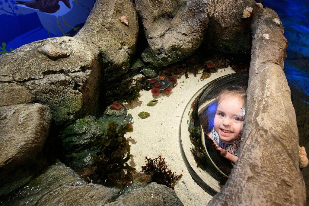 Acquario SEA LIFE di Londra: Biglietto d'ingresso