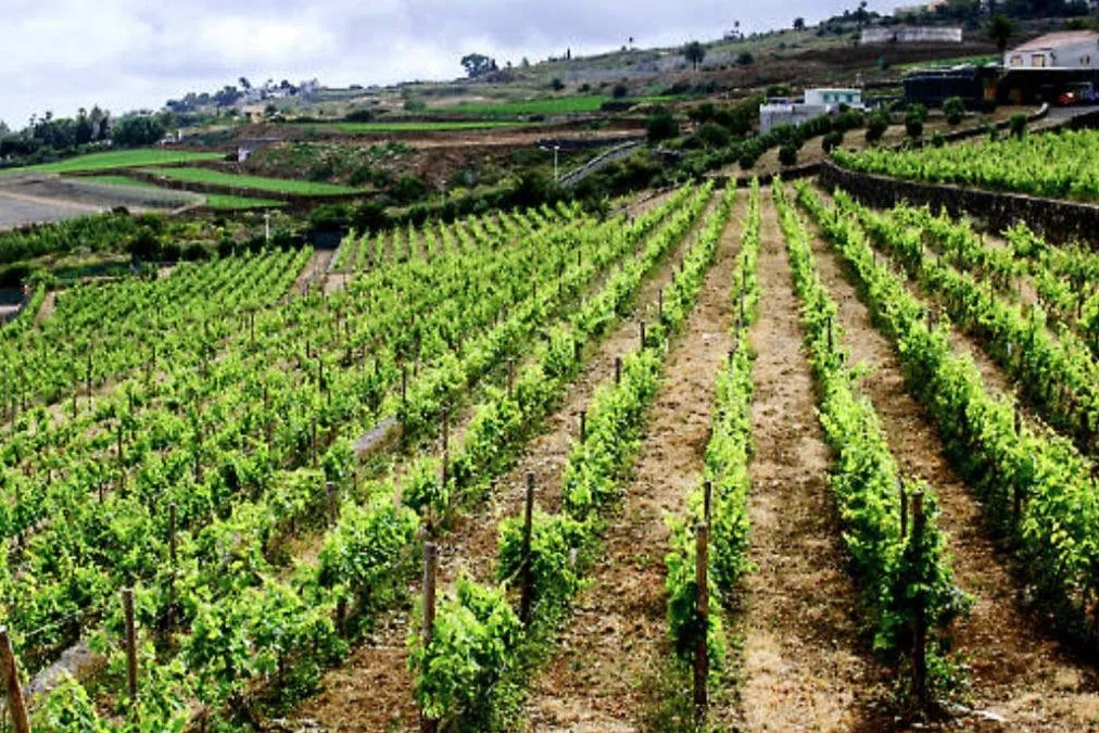 Bodegas El Sitio: Guided Winery Tour + Tastings
