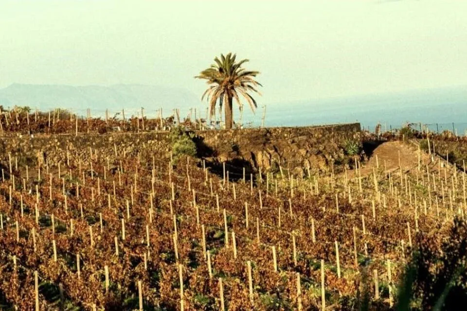 Bodegas El Sitio: Guided Winery Tour + Tastings