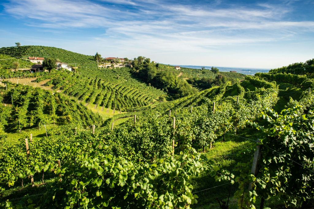 Da Venezia: Tour del Prosecco con degustazione di vini e pranzo
