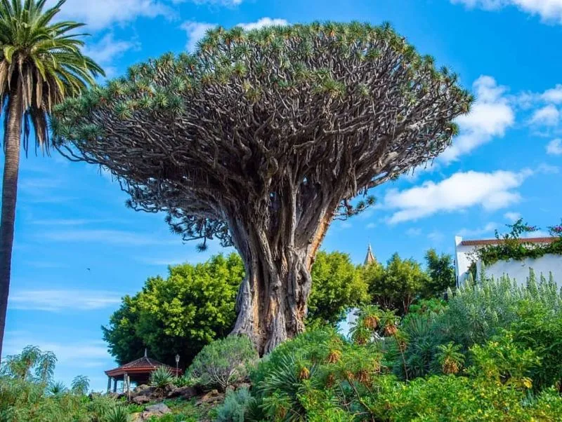 Tenerife Dragon Tree and Botanical Gardens