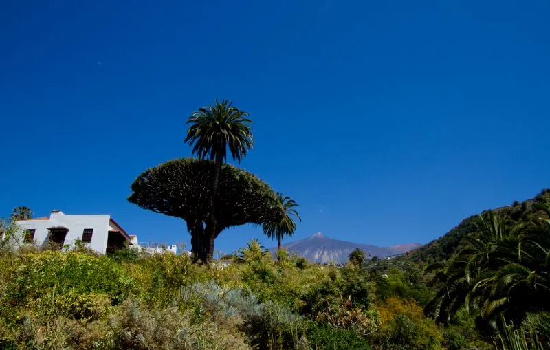 Tenerife Dragon Tree and Botanical Gardens