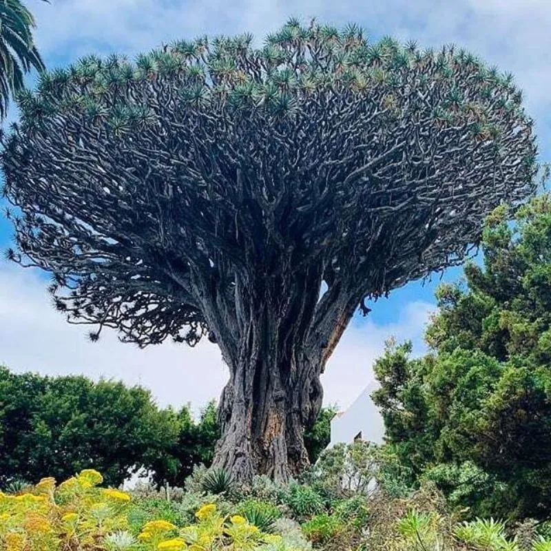 Tenerife Dragon Tree and Botanical Gardens