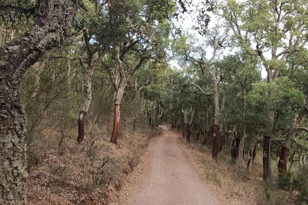 Serra de Monchique e Lago da Bravura: Passeio de meio dia em 4X4