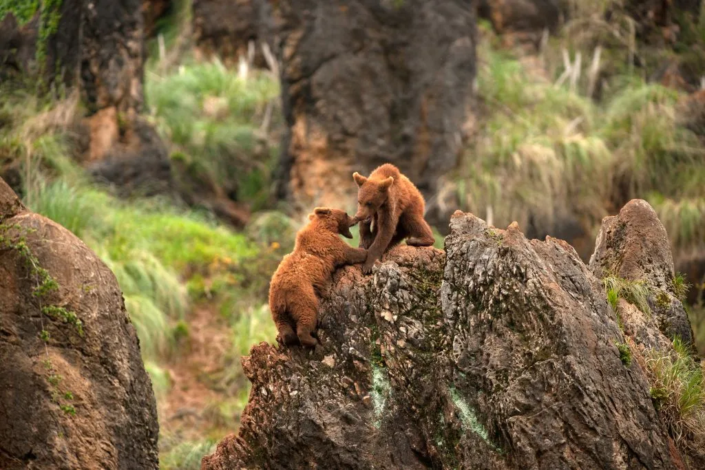 Parque de la Naturaleza de Cabárceno