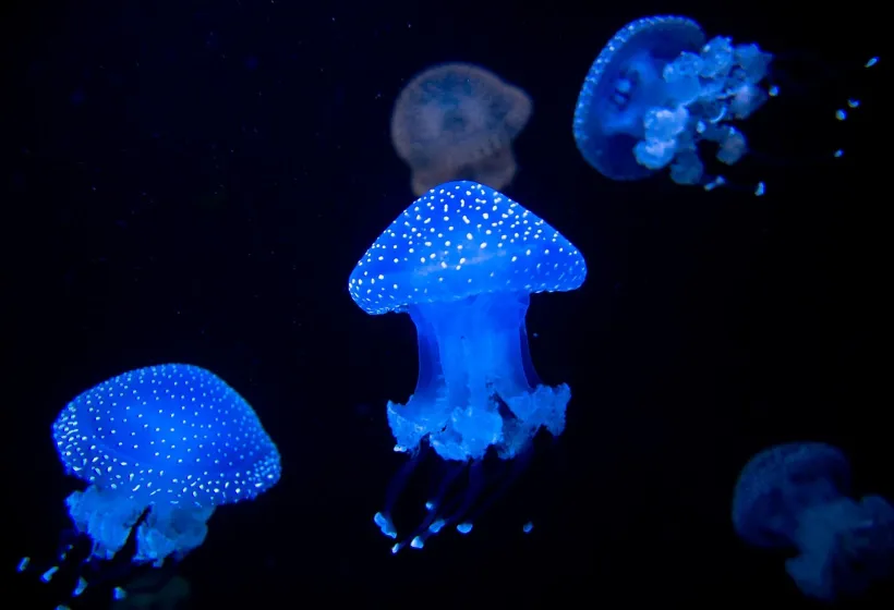 Oceanário de Lisboa