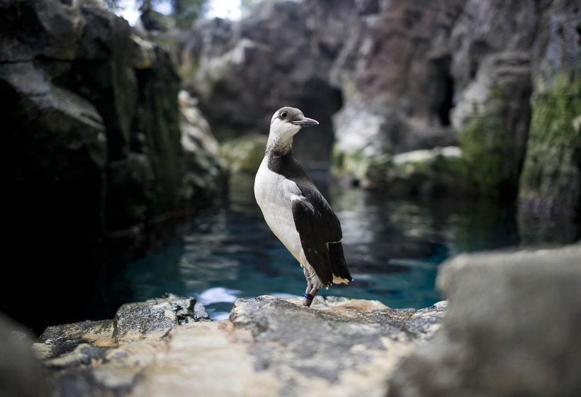 Oceanário de Lisboa
