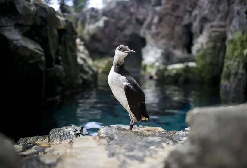 Oceanário de Lisboa