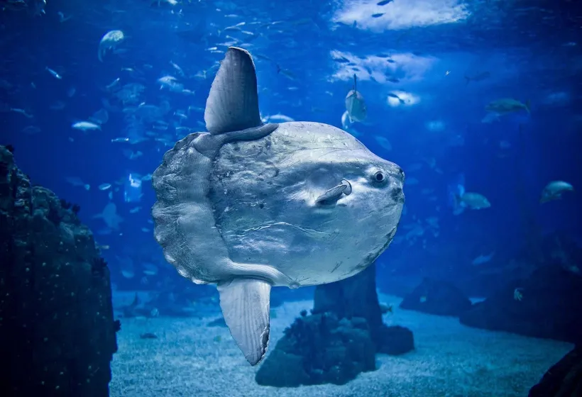 Oceanário de Lisboa