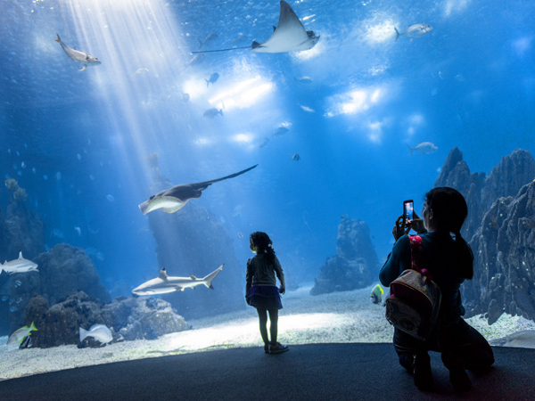 Oceanário de Lisboa
