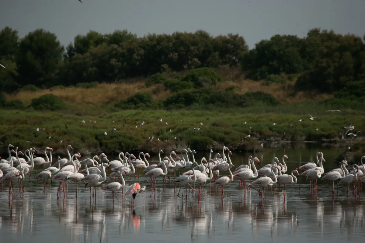 Alquiler de Bicicleta y Paseo en Barca por la Albufera de Valencia