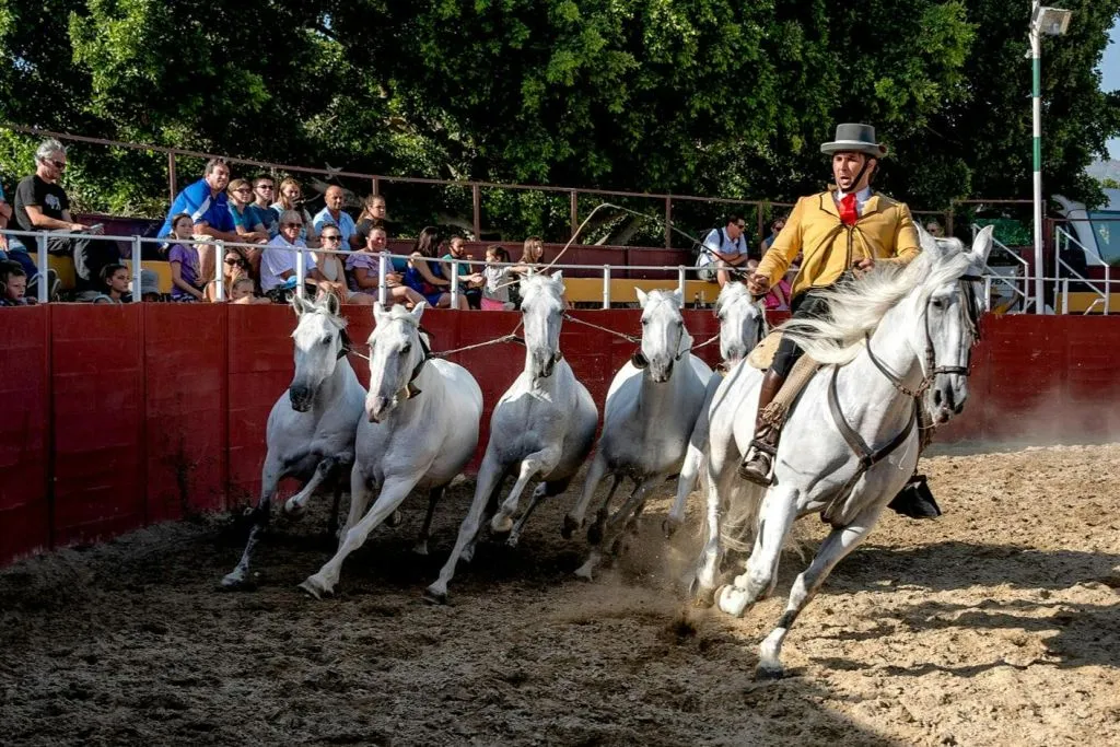 Las Lagunas de Mijas: Evening Equestrian Show + Hotel Transfer