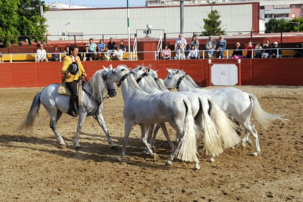Las Lagunas de Mijas: Spettacolo equestre serale + trasferimento in hotel