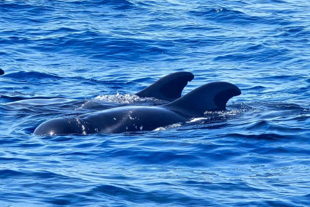 Los Cristianos: Passeio de barco guiado