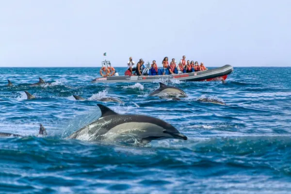 Grotte di Benagil: Tour guidato in barca da Albufeira + avvistamento dei delfini
