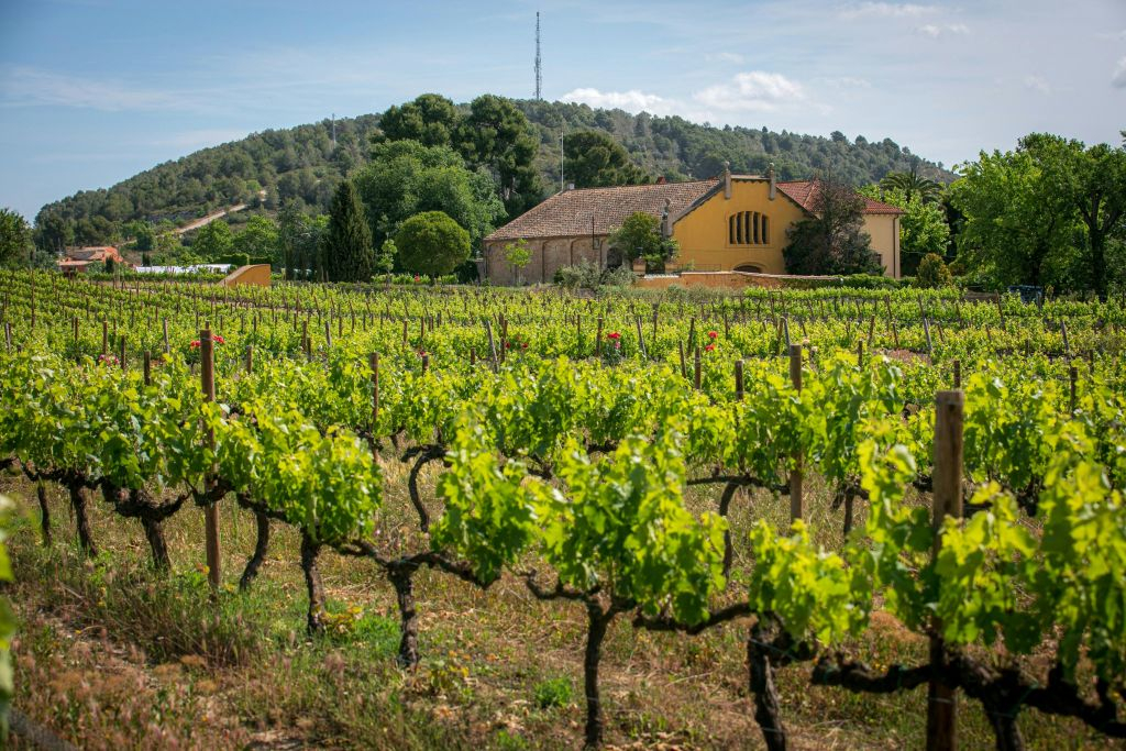 Barcelona: Guided Familia Torres Winery Tour + Tastings