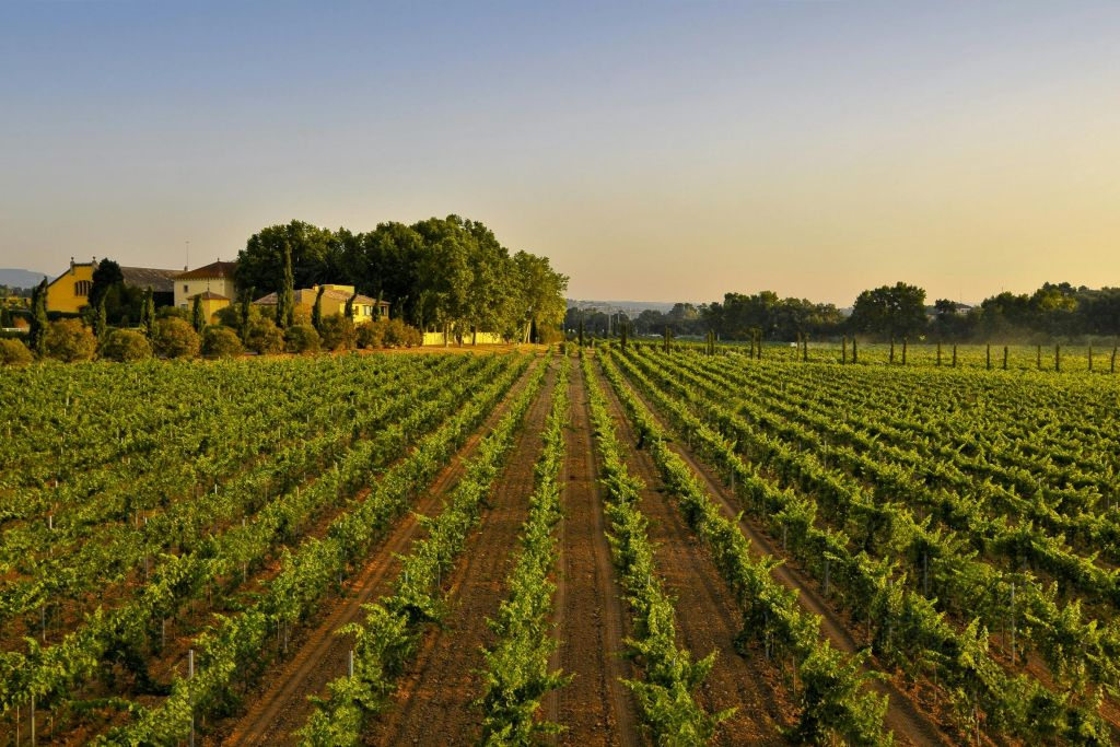Barcelona: Guided Familia Torres Winery Tour + Tastings