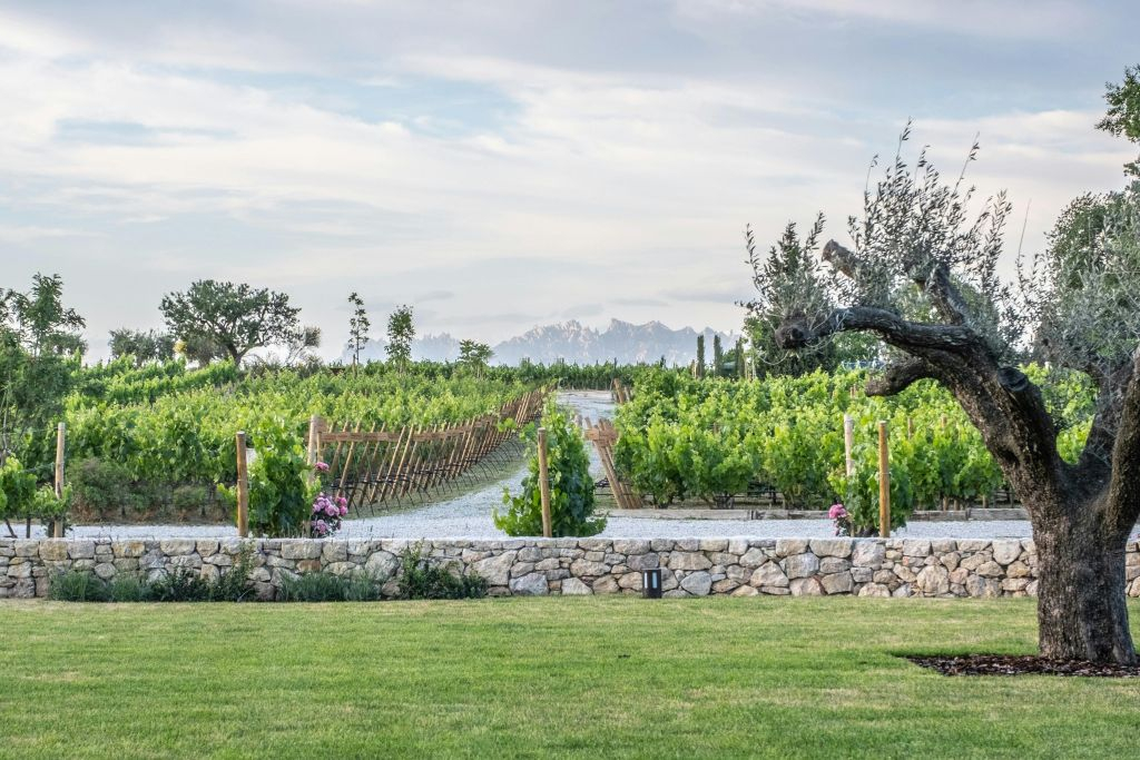Barcelona: Guided Familia Torres Winery Tour + Tastings