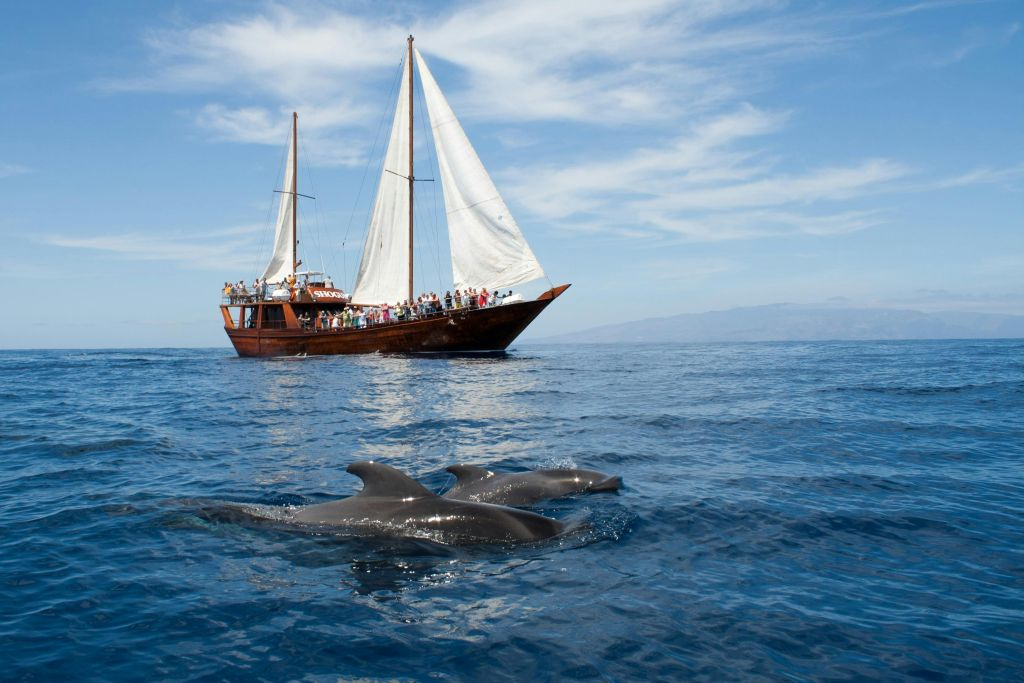 Costa Adeje: tour guidato di 2 ore per l'osservazione di balene e delfini
