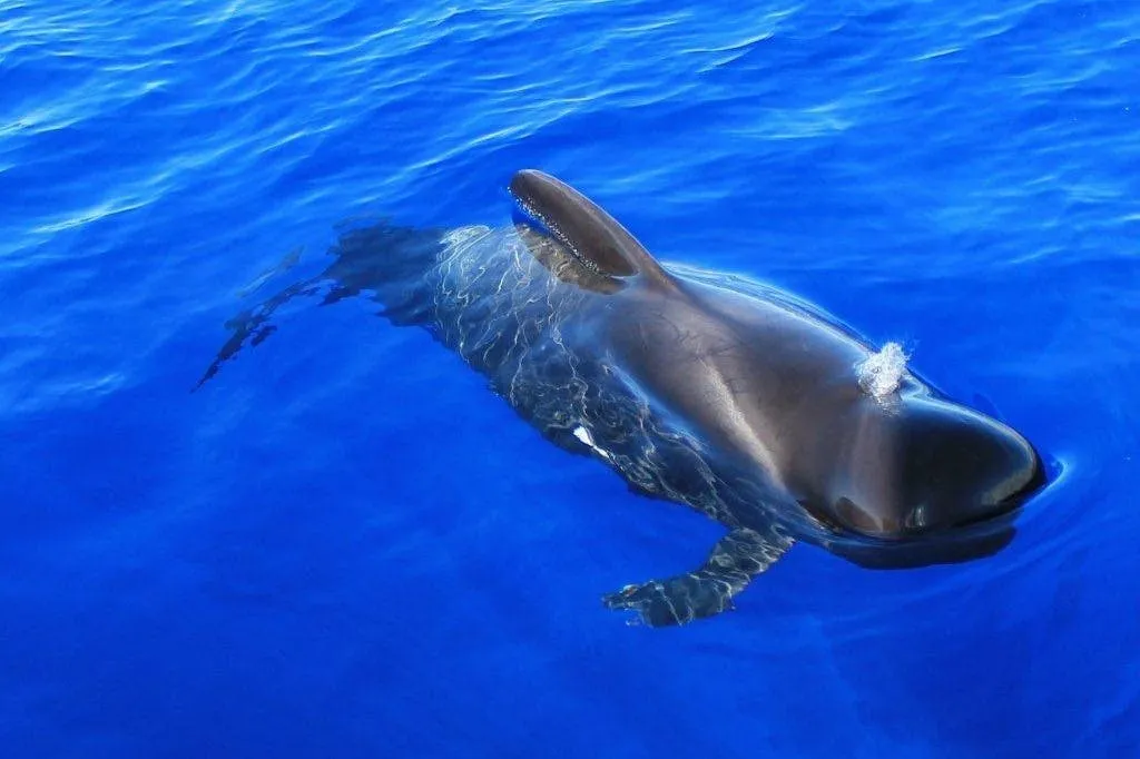 Costa Adeje: Crucero guiado de 2 horas para avistar ballenas y delfines