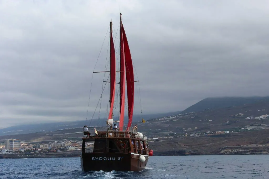 Costa Adeje: Crucero guiado de 2 horas para avistar ballenas y delfines