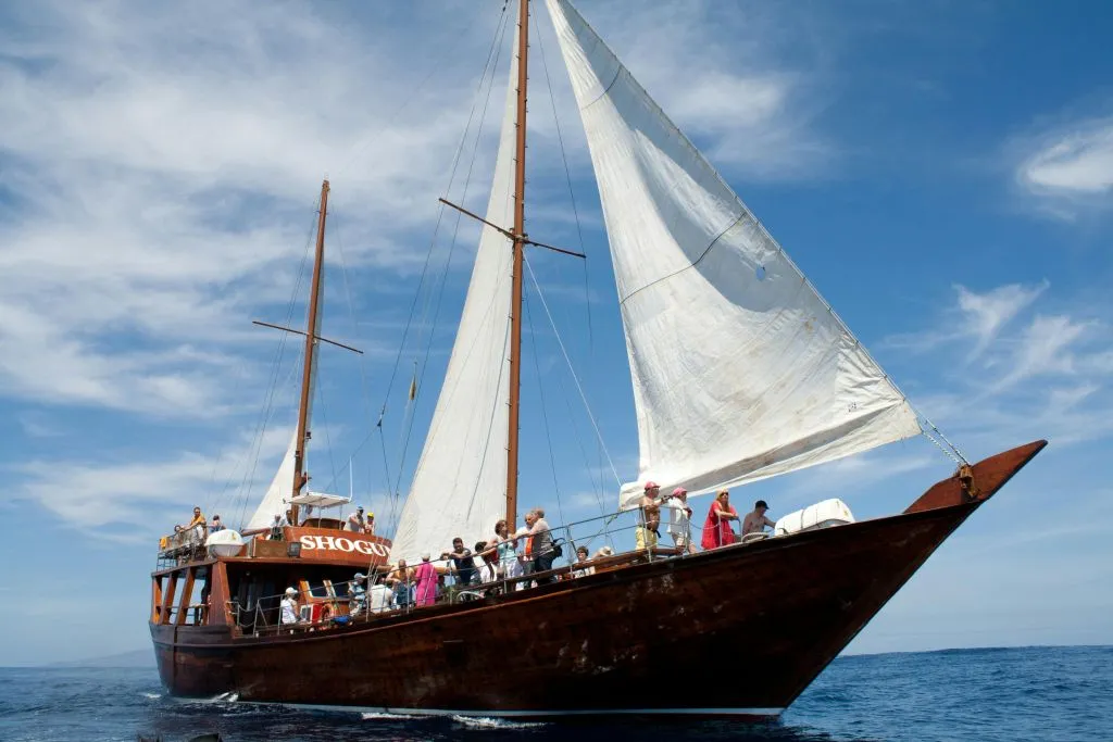 Costa Adeje: Crucero guiado de 2 horas para avistar ballenas y delfines
