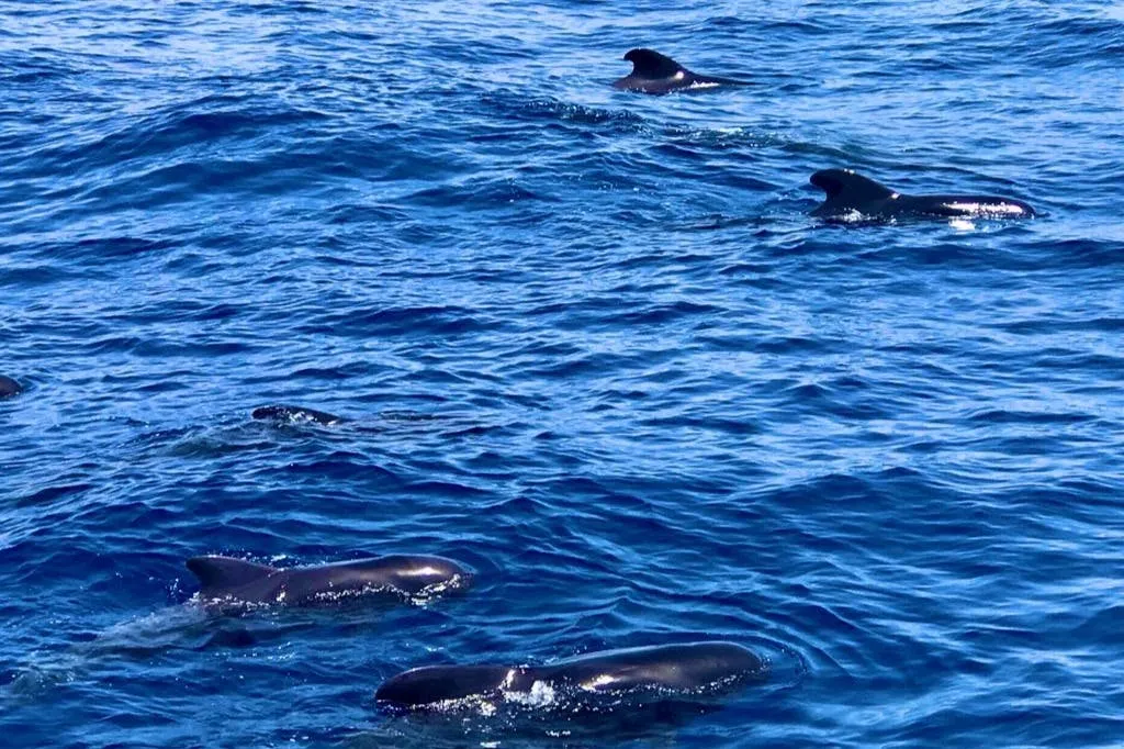 Los Cristianos: Guided Whale Watching Cruise