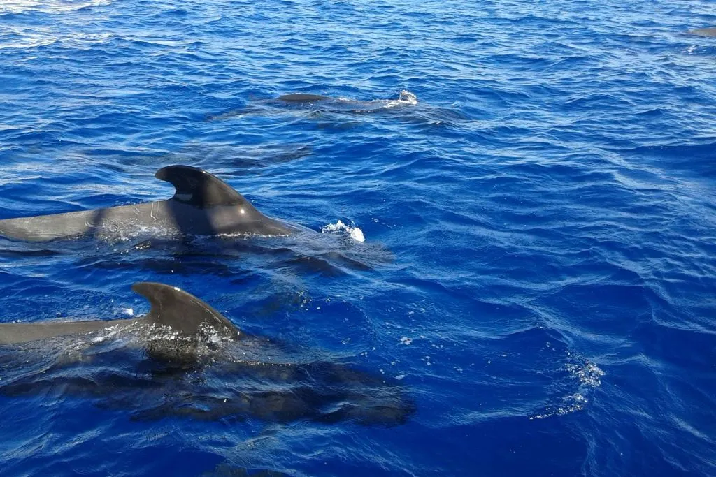 Los Cristianos: Guided Whale Watching Cruise