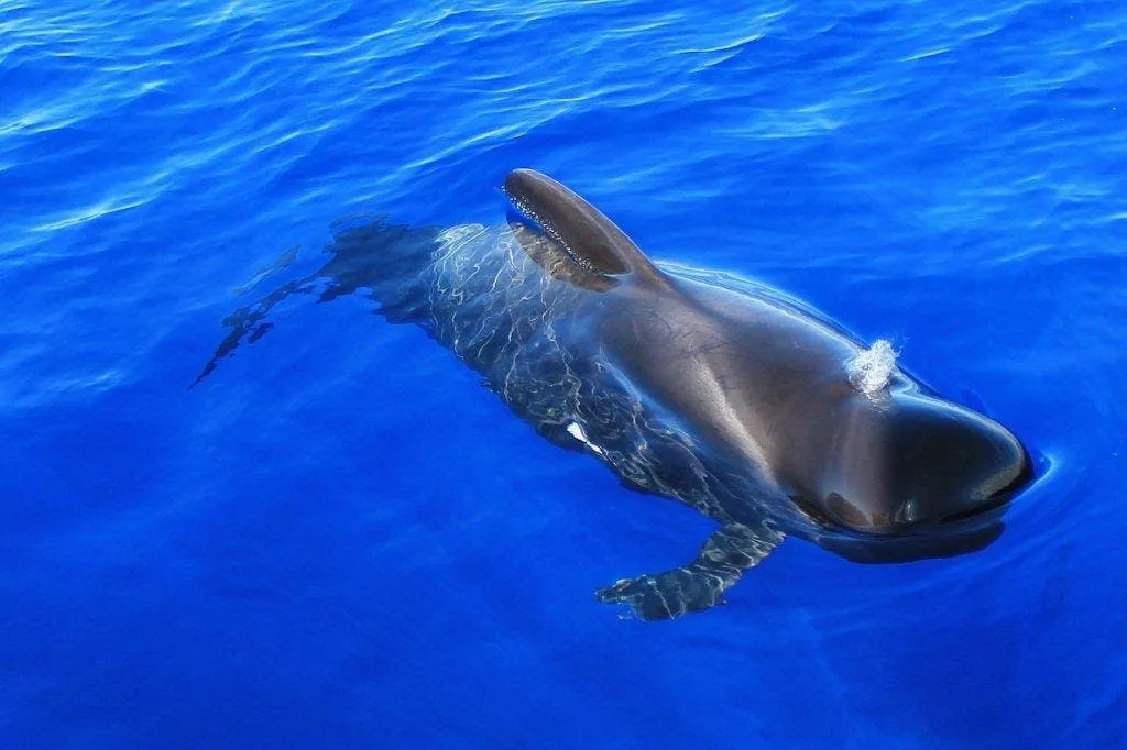 Los Cristianos: Guided Whale Watching Cruise