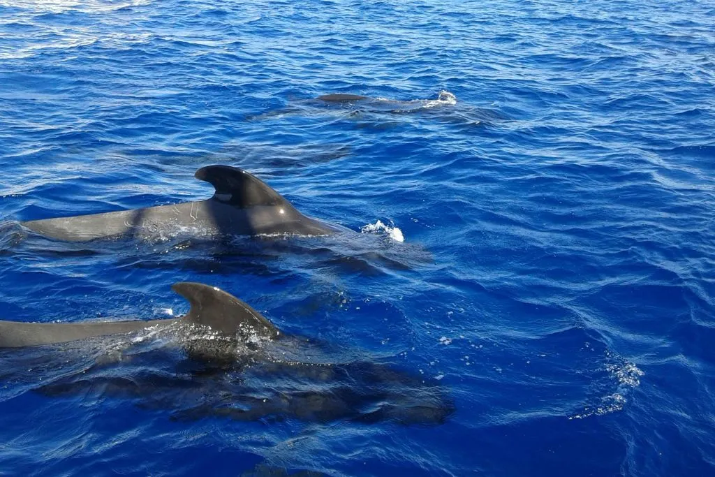Los Gigantes: Paseo en barco de 5 horas con guía para avistar cetáceos desde Costa Adeje + Comida