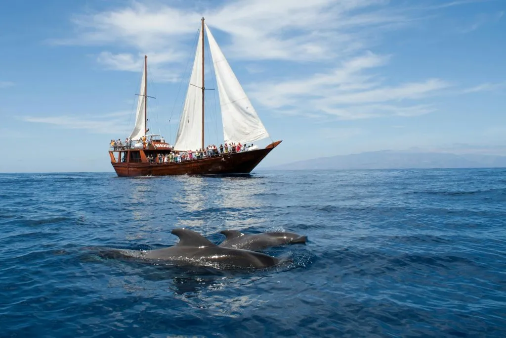 Los Gigantes: Paseo en barco de 5 horas con guía para avistar cetáceos desde Costa Adeje + Comida