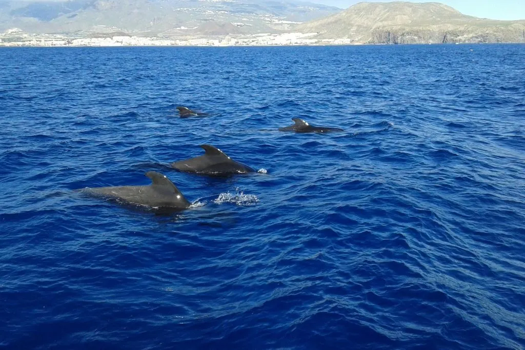 Los Cristianos: Paseo en barco guiado + Avistamiento de ballenas + Almuerzo