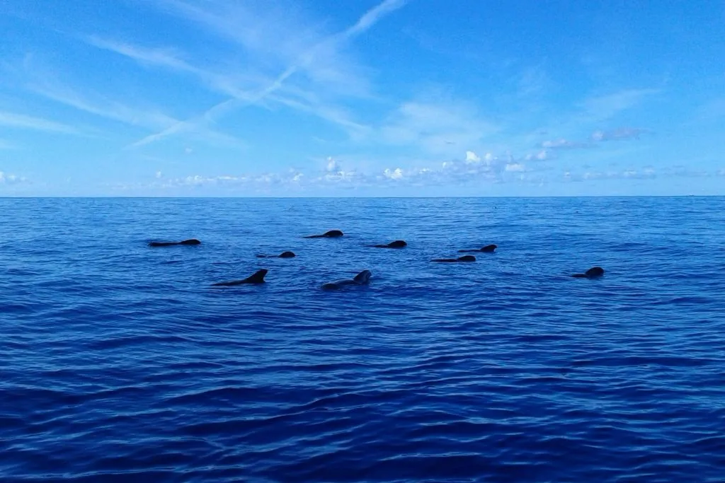 Los Cristianos: Paseo en barco guiado + Avistamiento de ballenas + Almuerzo