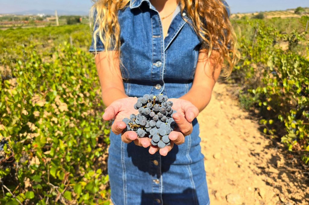 Vigneti Utiel-Requena: Tour guidato da Valencia + degustazione di vini