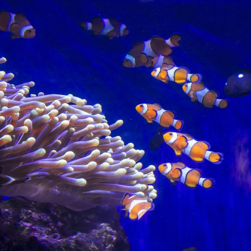 Acquario di Barcellona: Biglietto flessibile