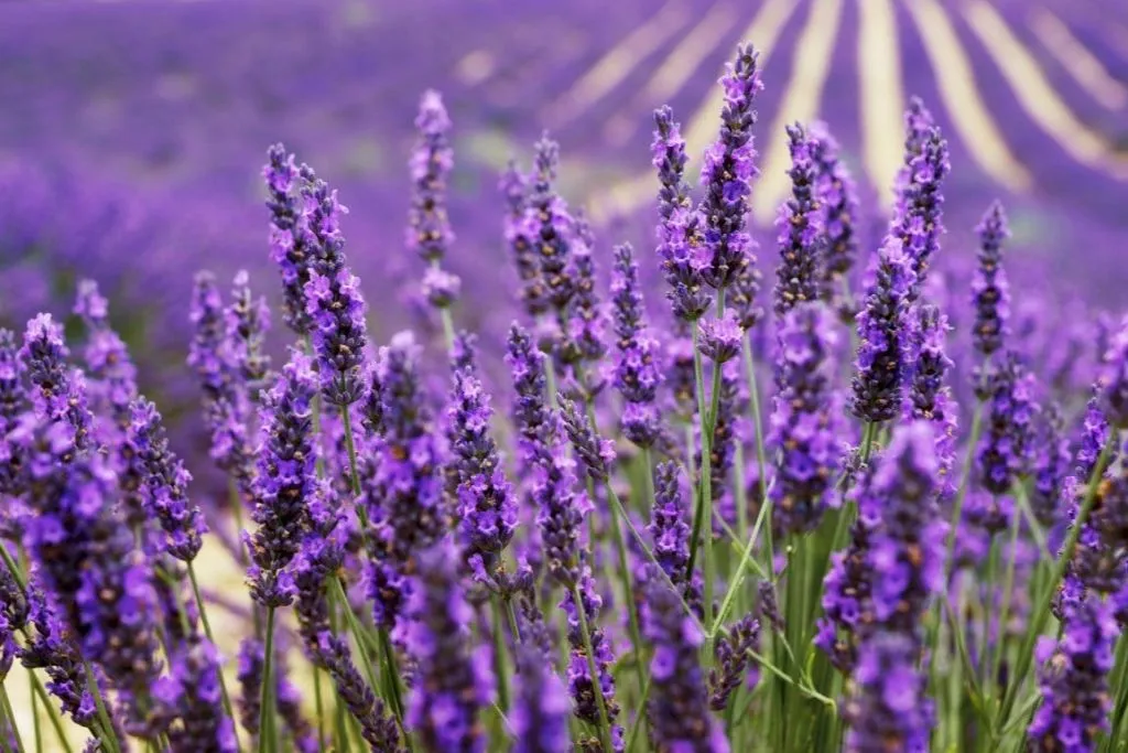 Luberon Villages: Guided Day Tour from Aix-en-Provence