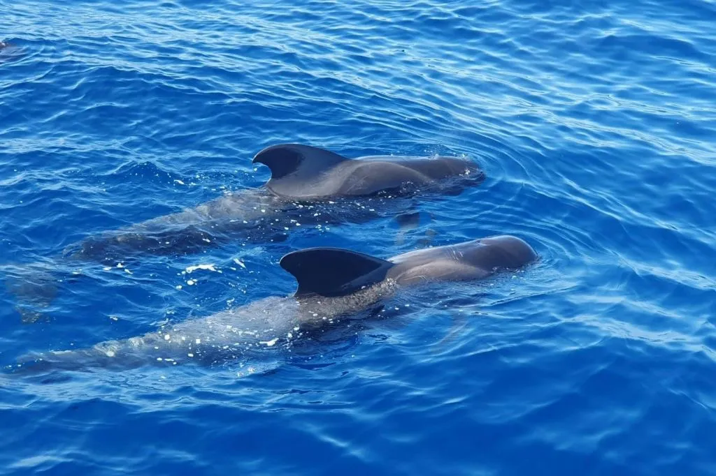 Tenerife: Excursión en Catamarán para Avistamiento de Delfines y Ballenas + Comida + Traslados