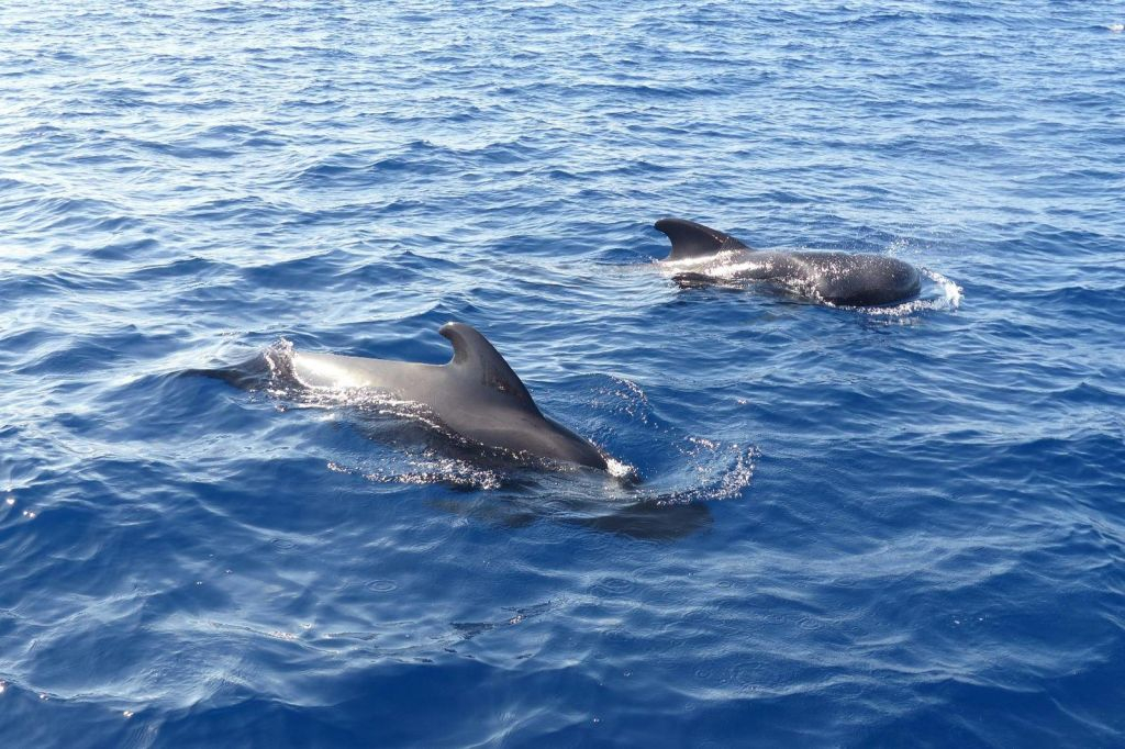 Tenerife: Excursión en Catamarán para Avistamiento de Delfines y Ballenas + Comida + Traslados
