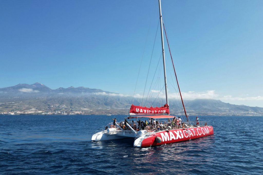 Tenerife: Tour in catamarano con osservazione dei delfini e delle balene + pranzo + trasferimenti