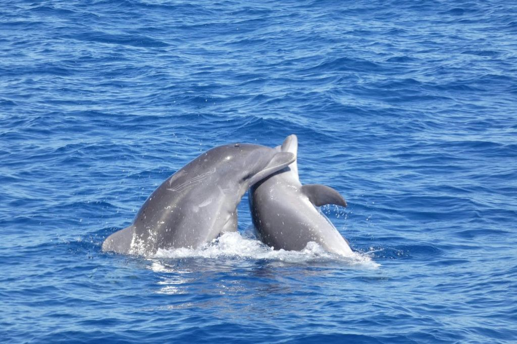 Tenerife: Excursión en Catamarán para Avistamiento de Delfines y Ballenas + Comida + Traslados
