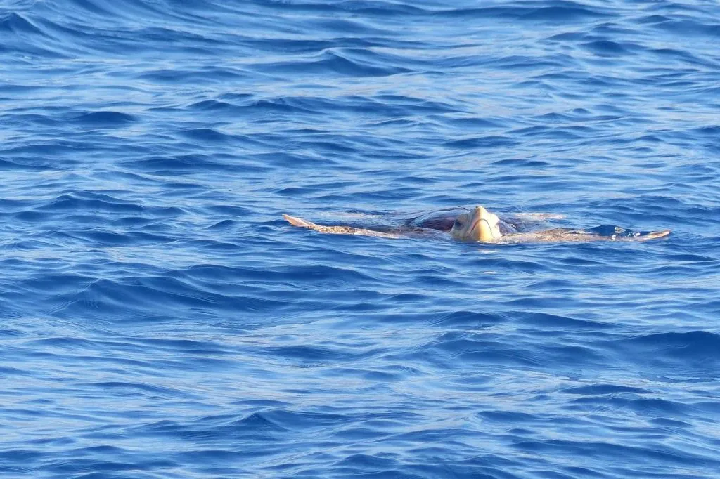 Tenerife: Excursión en Catamarán para Avistamiento de Delfines y Ballenas + Comida + Traslados