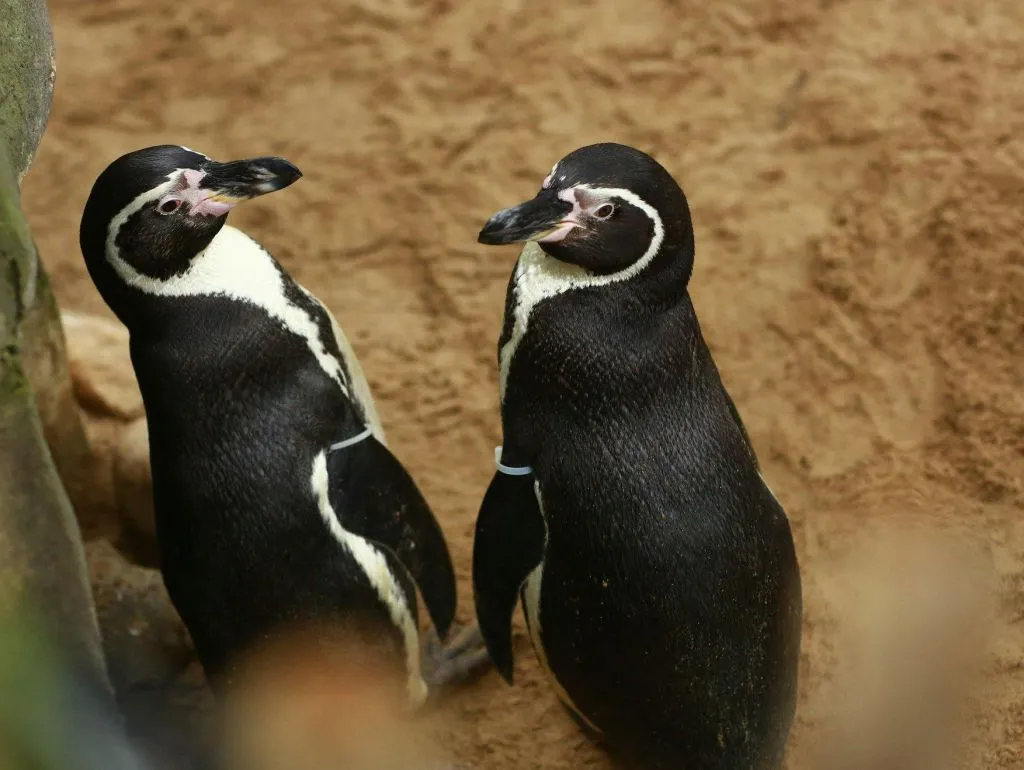 SEA LIFE Blankenberge: bilhete de entrada