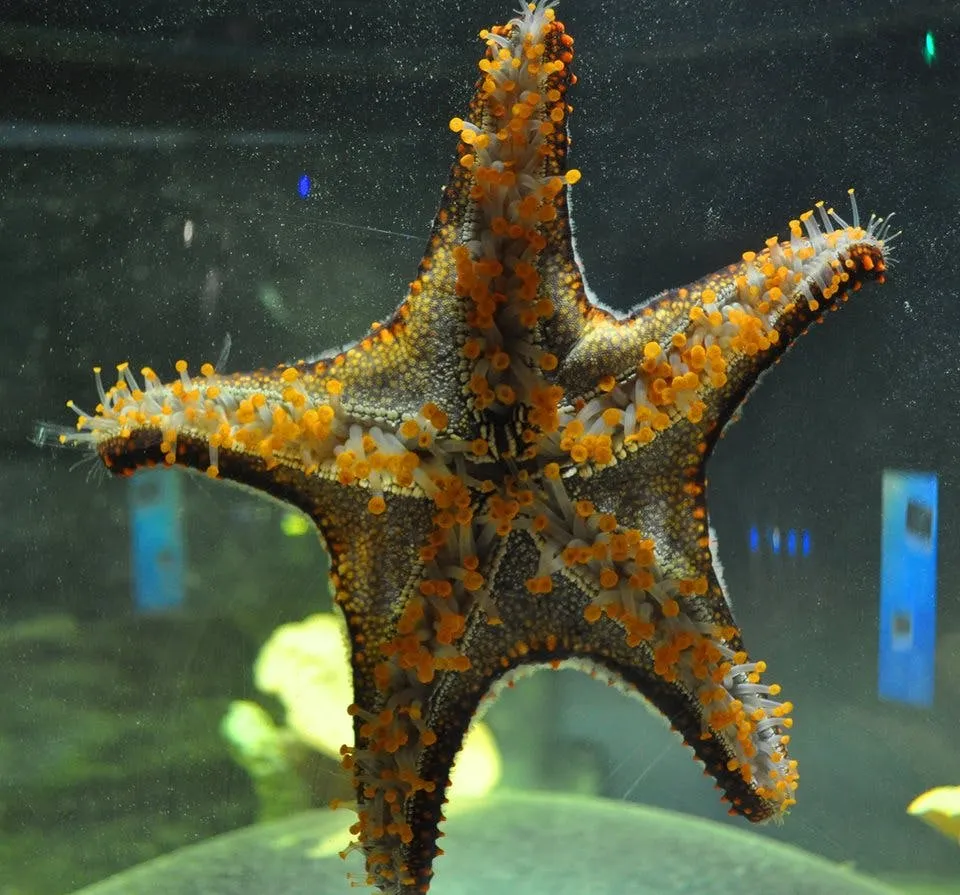 SEA LIFE Blankenberge: bilhete de entrada