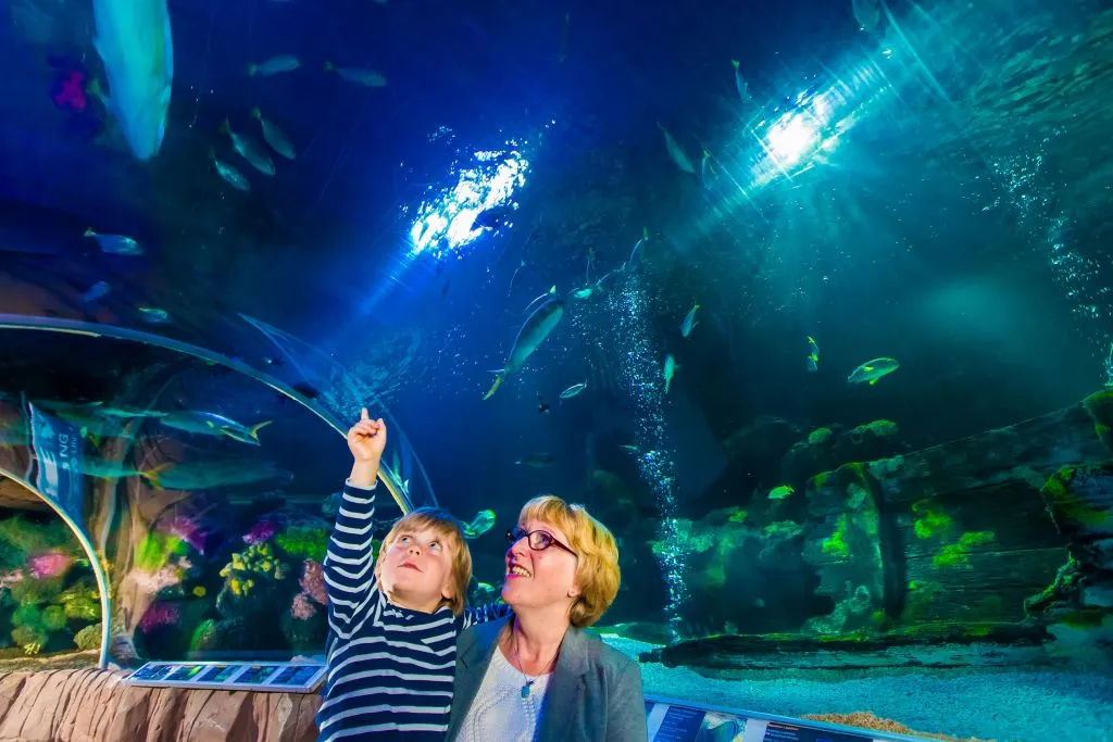 SEA LIFE Blankenberge: bilhete de entrada