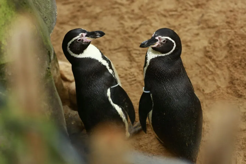 SEA LIFE Blankenberge: bilhete de entrada